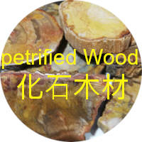 木化石 petrified wood