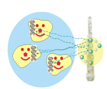 生物光子——内在沟通