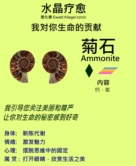 菊石 ammonite