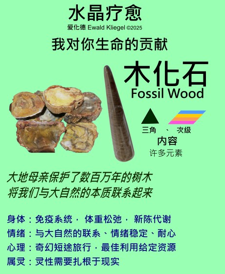 木化石 petrified wood